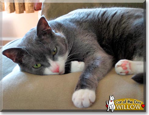 Willow, the Cat of the Day