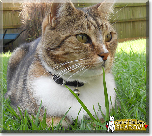 Shadow, the Cat of the Day
