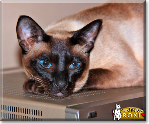 Roxi, the Cat of the Day
