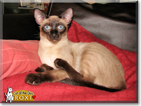 Roxi, the Cat of the Day
