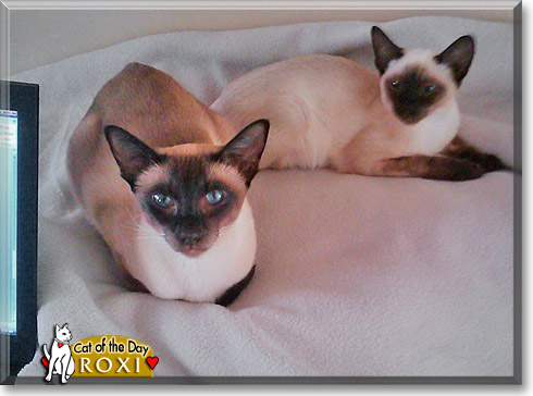 Roxi, the Cat of the Day