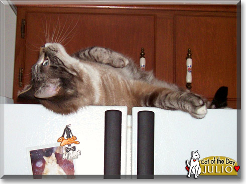 Julio, the Cat of the Day