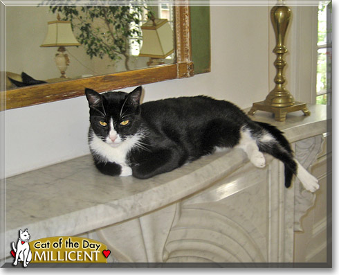 Millicent, the Cat of the Day Millicent, the Cat of the Day