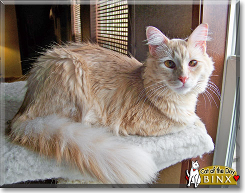 Binx, the Cat of the Day