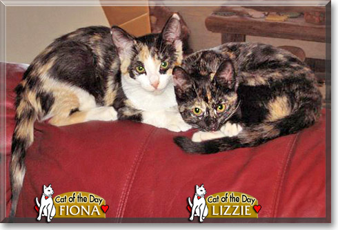 Lizzie and Fiona, the Cat of the Day