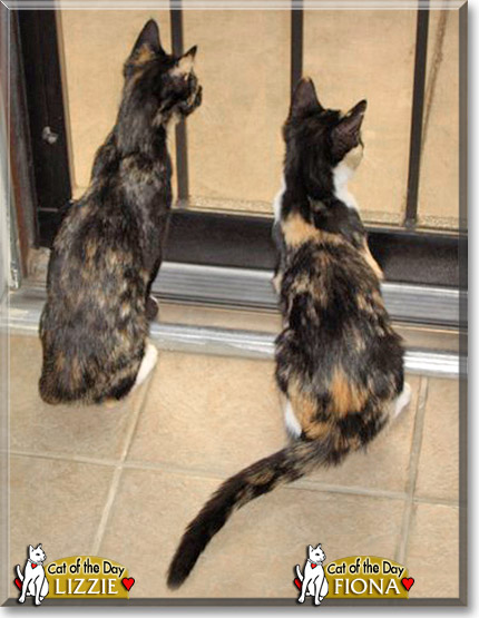 Lizzie and Fiona, the Cat of the Day