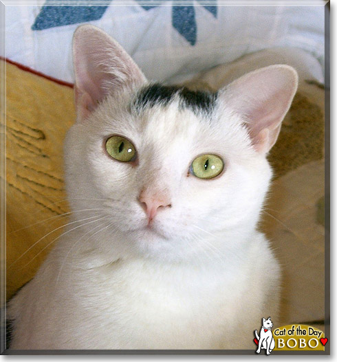 Bobo, the Cat of the Day