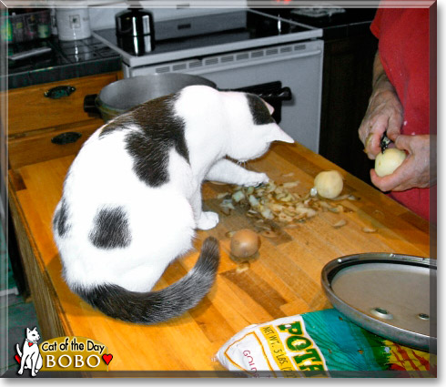 Bobo, the Cat of the Day