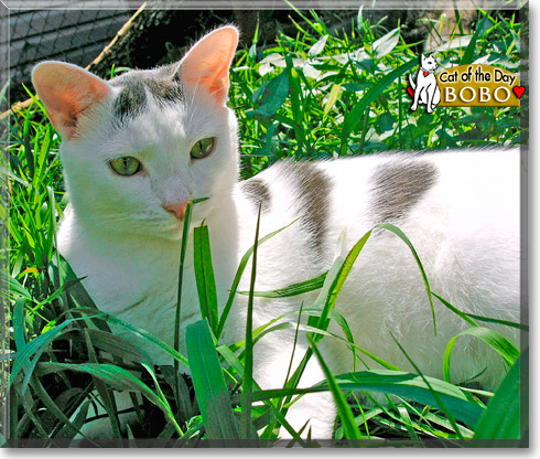 Bobo, the Cat of the Day