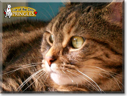 Pringles, the Cat of the Day