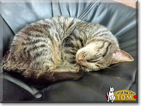 Tom Kitten, the Cat of the Day
