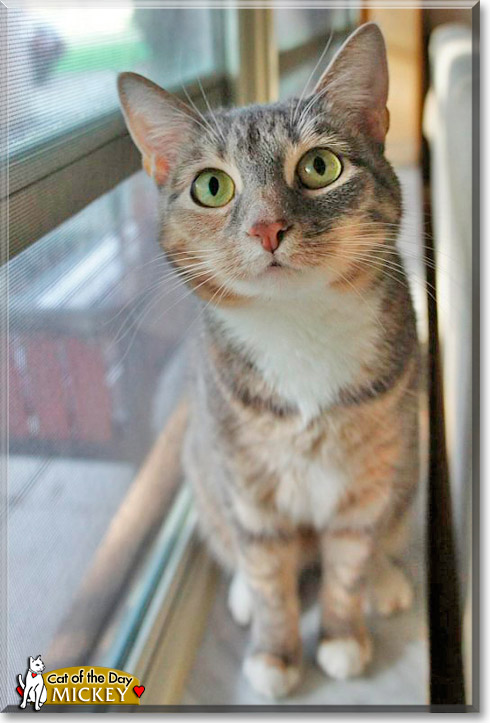 Mickey, the Cat of the Day