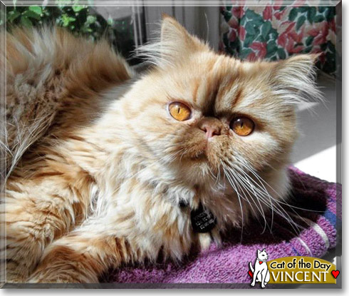 Vincent, the Cat of the Day