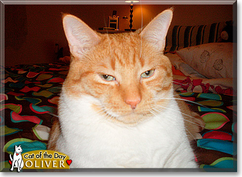 Oliver, the Cat of the Day