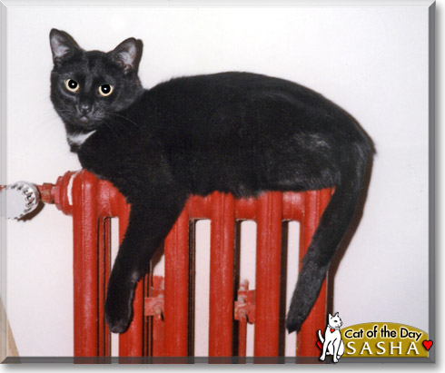 Sasha, the Cat of the Day
