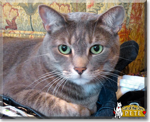Pete, the Cat of the Day
