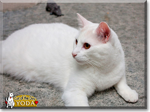 Yoda, the Cat of the Day