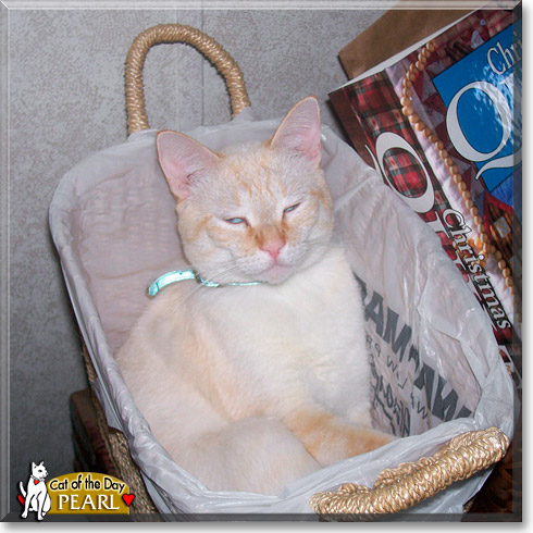 Pearl, the Cat of the Day