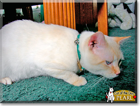 Pearl, the Cat of the Day