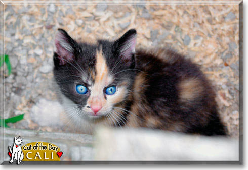 Cali, the Cat of the Day