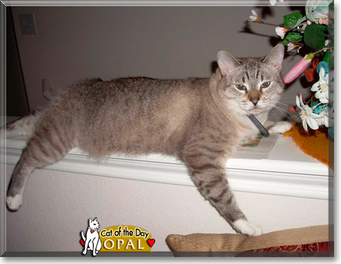 Opal, the Cat of the Day