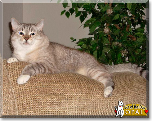 Opal, the Cat of the Day