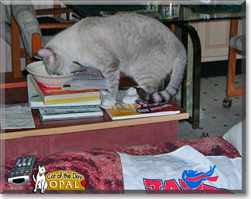 Opal, the Cat of the Day
