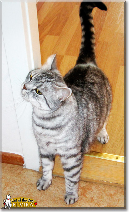 Elvira, the Cat of the Day