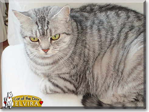 Elvira, the Cat of the Day