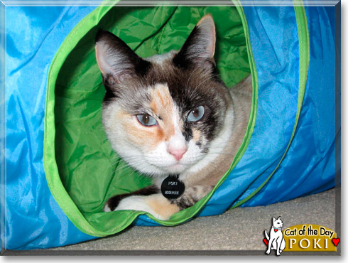 Poki, the Cat of the Day