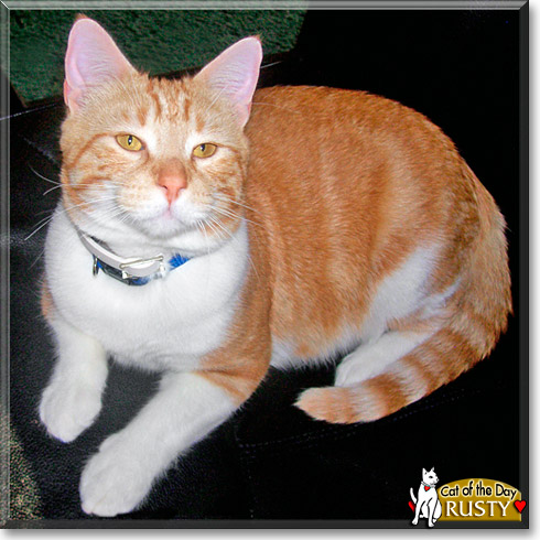 Rusty, the Cat of the Day