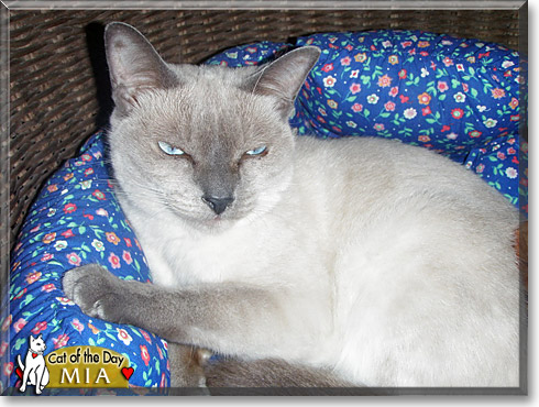 Mia, the Cat of the Day