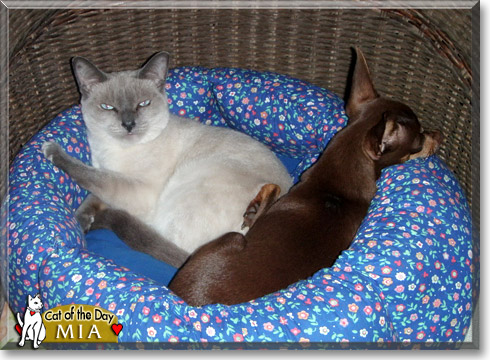 Mia, the Cat of the Day