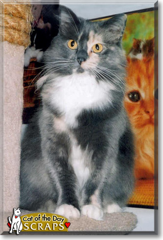 Scraps, the Cat of the Day
