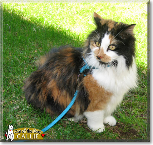 Callie, the Cat of the Day