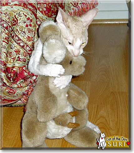 Suri, the Cat of the Day