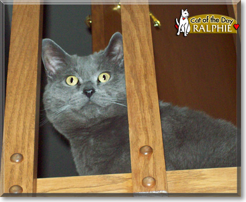 Ralphie, the Cat of the Day
