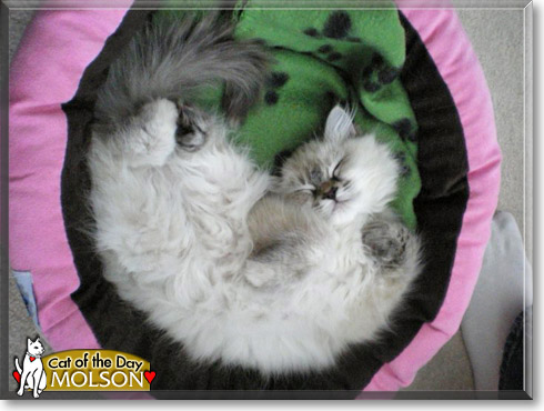 Molson, the Cat of the Day
