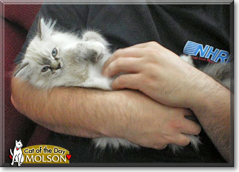 Molson, the Cat of the Day