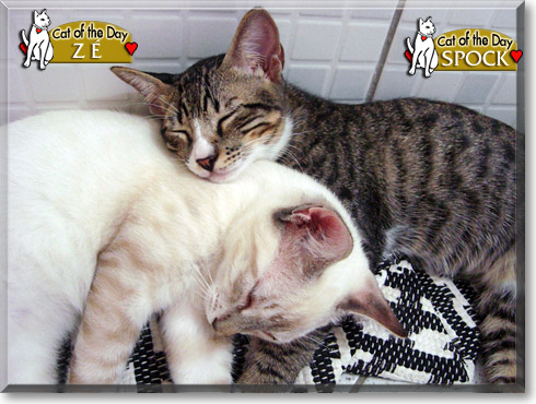 Spock and Z&eacute;, the Cat of the Day