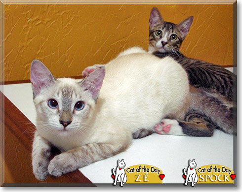 Spock and Z&eacute;, the Cat of the Day