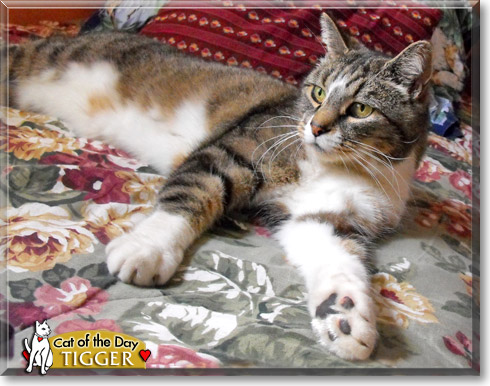 Tigger, the Cat of the Day