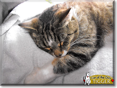 Tigger, the Cat of the Day Tigger, the Cat of the Day