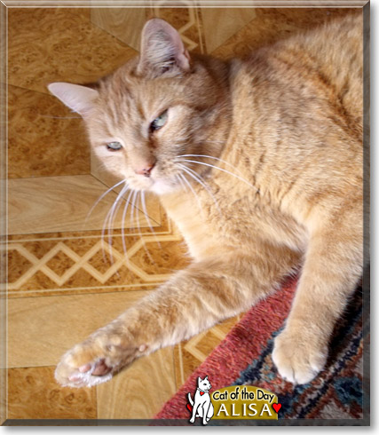 Alisa, the Cat of the Day