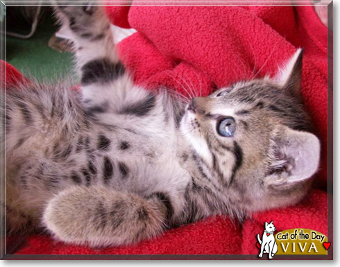 Viva, the Cat of the Day