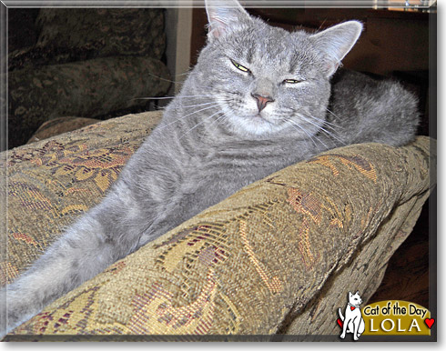 Lola, the Cat of the Day