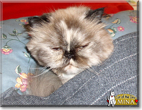 Meany Mina, the Cat of the Day