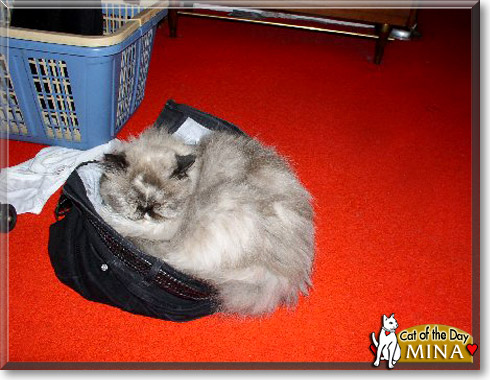 Meany Mina, the Cat of the Day