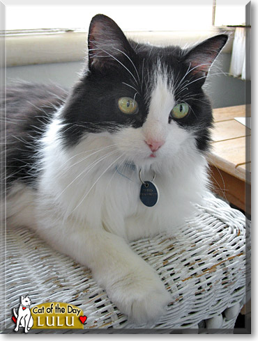 Lulu, the Cat of the Day