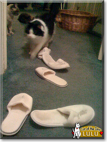 Lulu, the Cat of the Day